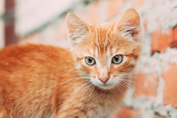 Cute Tabby Red Ginger Cat Sitting Outdoor In Summer Evening