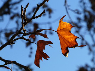 Autumn leaves of plane tree with back light and blue sky background