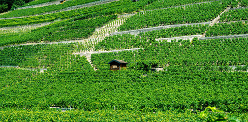 Swiss wineyard