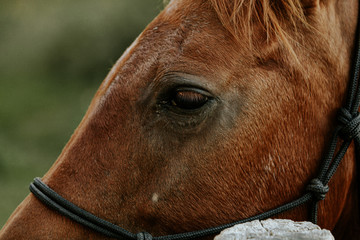 Close up of a beautiful horse in natural park of Migliarino San Rossore Massaciuccoli, Italy 