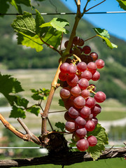 Grape wineyard Swiss
