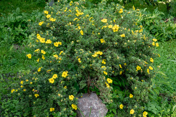 Potentilla fruticosa Goldstar Shrubby Cinquefoil in England - obrazy, fototapety, plakaty