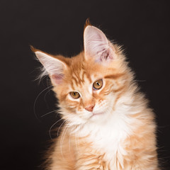 Maine Coon kitten