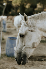 Close up of a beautiful horse in natural park of Migliarino San Rossore Massaciuccoli, Italy 