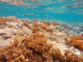 Fototapeta na wymiar Mediterranean underwater seaweed Denia Alicante Spain