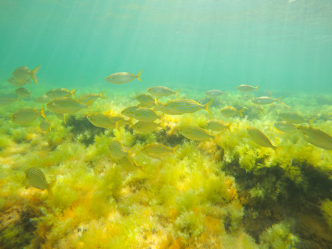 Sarpa salpa fishes in sea