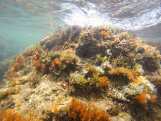 Fototapeta na wymiar Mediterranean underwater seaweed Denia Alicante Spain