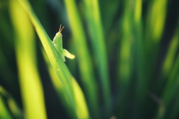 water drop on a leaf
