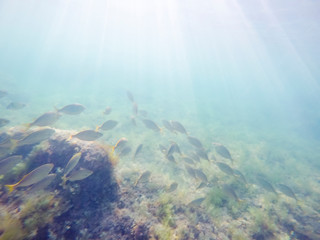 Fototapeta na wymiar Sarpa salpa fishes in sea