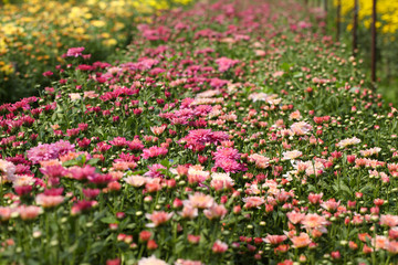Beautiful blooming chrysanthemum flower in garden