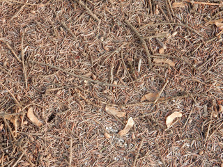 brown gray fallen spruce needles forest litter