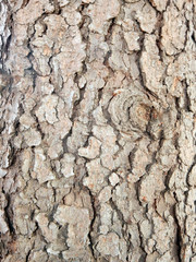 brown gray textured embossed tree bark background
