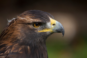 Portrait of a bird of prey