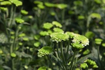 Chrysanthemum flower garden