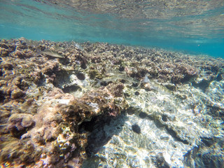 Underwater image in Cabo de Gata nature reserve in Almeria Andalusia Spain