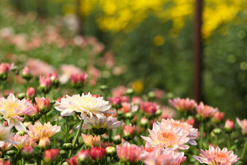 Beautiful blooming chrysanthemum flower in garden