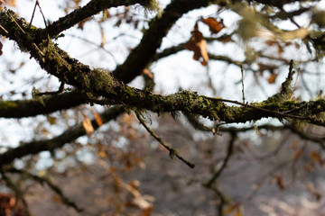 Green hairy moss on tree branch