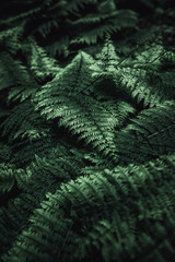 wallpaper of natural green ferns in wilderness. Vintage,retro style.