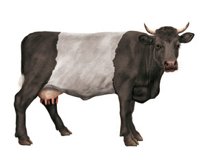 vache laitière, animal, ferme, bétail, noir et blanc, taureau, agriculture, isolé, boeuf, gazon, lait, mollet, bétail, mammifère, brun, exploitation laitière, ceinturé, alpage, champ, agriculture, pra