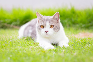 Naklejka na ściany i meble Portrait of the scottish fold cat are standing in the garden with green grass. White kitten are looking at camera in the morning.