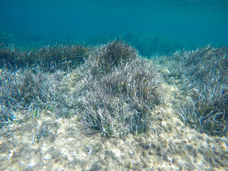 Underwater image Sa Mesquida coast Minorca Balearic islands Spain