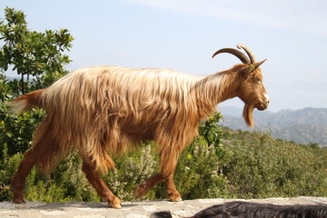 Troupeau de chèvres