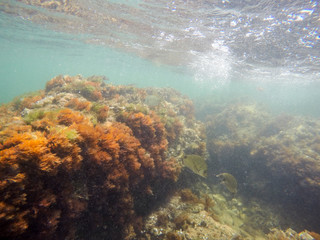 Fototapeta na wymiar Mediterranean underwater seaweed Denia Alicante spain