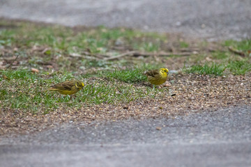Gold Chambers are sitting on the ground eating devoured birdseed