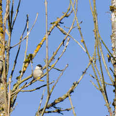 Coal tit on a branch