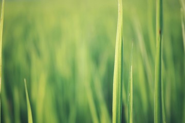 Obraz premium green grass with water drops