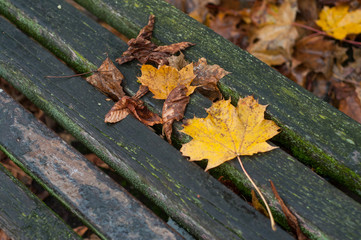 Closeup of autumnal maple leaves fallin on wooden bench in a public garden