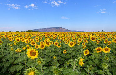 Beautiful sunflower  field on summer with blue sky