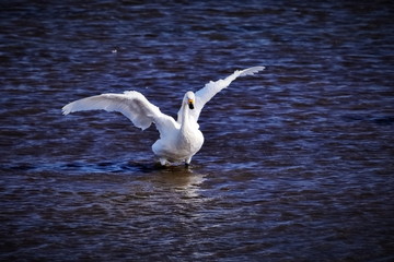 水面で羽ばたく一羽の白鳥