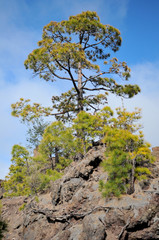 Paysage des Canaries