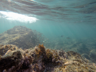 Underwater image in Cabo de Gata nature reserve in Almeria Andalusia Spain
