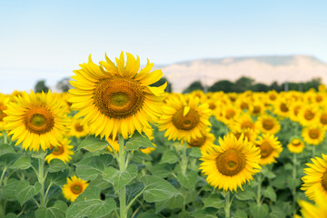 Beautiful sunflower  field on summer at Lop buri .