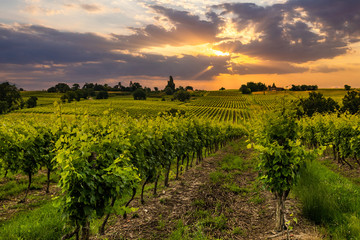 Fototapeta na wymiar Beautiful vineyard at sunset. Travel around Tuscany, Italy