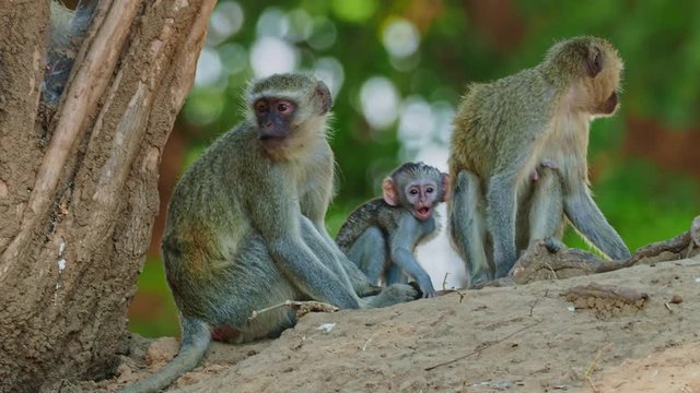 Vervet Monkey - Chlorocebus pygerythrus - family with parents and small children of monkey of the family Cercopithecidae native to Africa, very similar to malbrouck (Chlorocebus cynosuros).