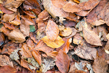 Dead autumn leafs macro background high quality prints