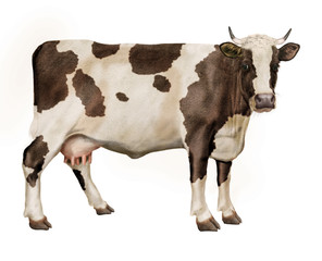 vache laitière, , animal, ferme, bétail, taureau, noir  et blanc, gazon, boeuf, isolé, mollet, agriculture, alpage, champ, bétail, mammifère, lait, prairie, nature, exploitation laitière, , bovin, ver