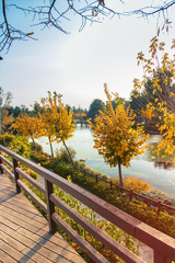 Fototapeta na wymiar Wonderful natural park in autumn season with small lake