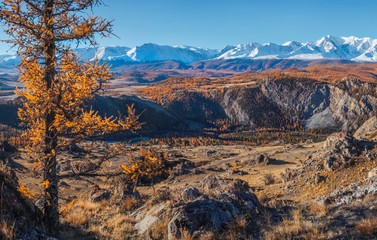 Fototapeta premium Autumn view, sunny day. Yellow tree on a background of mountain landscape. Snow-capped peaks and blue sky.