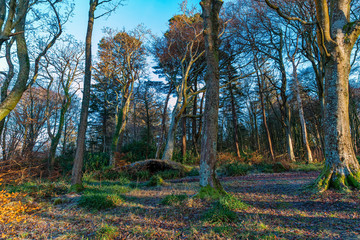 Ancient Fallen Trees of Ardgowan in Winter with Autumn colours still on the trees.