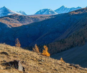 Autumn view. View from the top, deep gorge. Trees on the hillside. Nature of Siberia, Altai, wild place. 