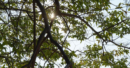 Green tree branch with sunlight ray