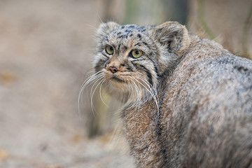 Pallas's cat (Otocolobus manul). Manul is living in the grasslands and montane steppes of Central Asia. Portrait of cute furry adult manul on the sand. Instinct to  hunt