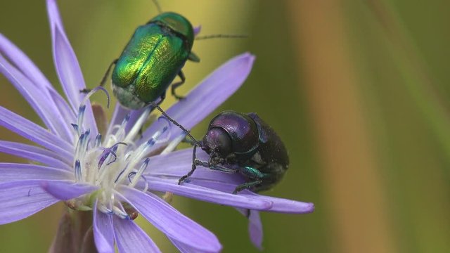 Cotinis nitida, green June beetle, June bug, June beetle, beetle of family Scarabaeidae, sitting on thistle flower bud. Macro view insect in wildlife