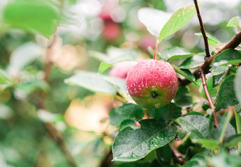 Red ripe apples in the dew after rain on tree