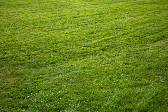 Plain grass background. Short cut fresh green lawn texture. 