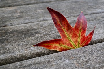 red maple leaf with autumn colors in autumn season
